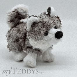 Baby Husky